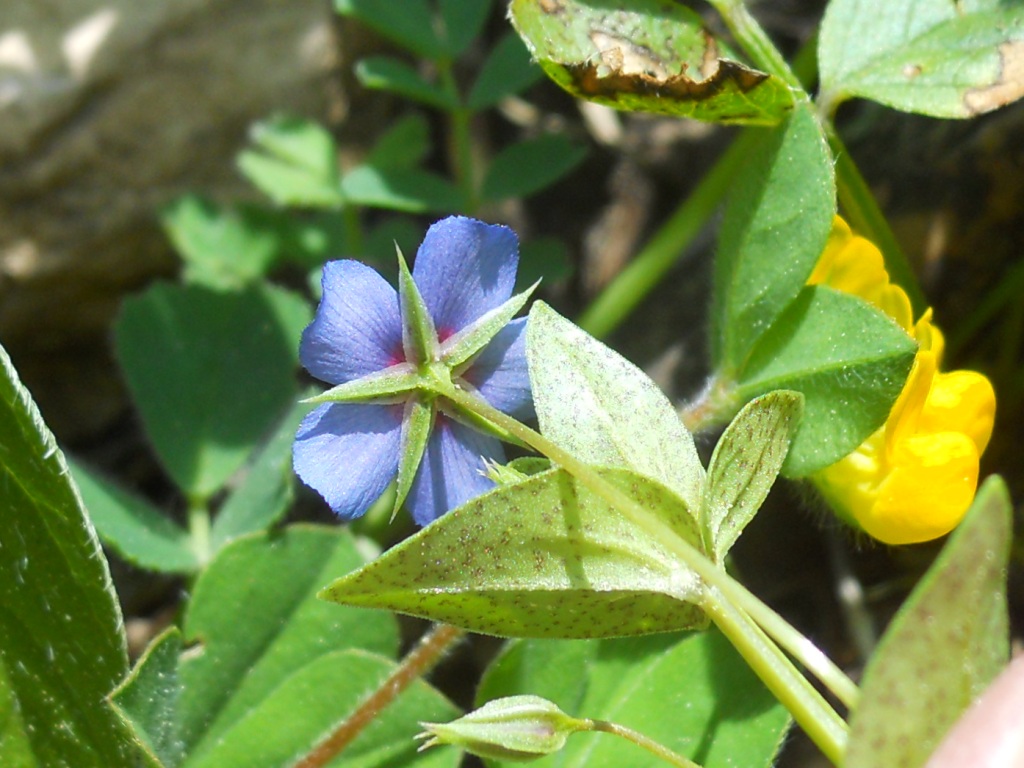 Lysimachia (=Anagallis) arvensis